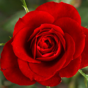 Meet your Posher, Hanna